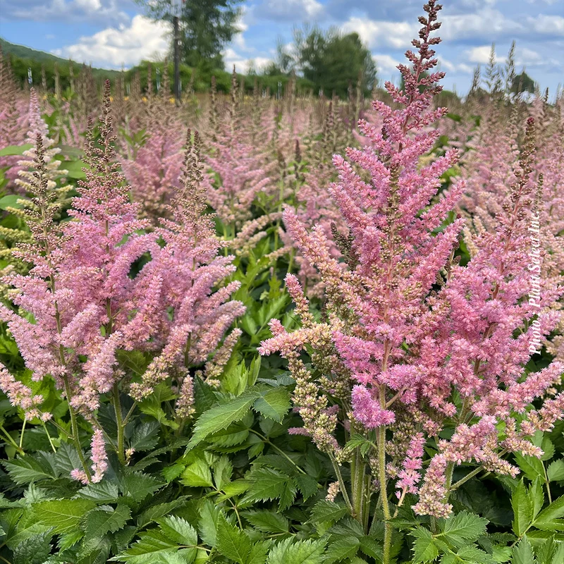 Astilbe ‘Visions in Pink’ (Astilbe 'Visions in Pink')