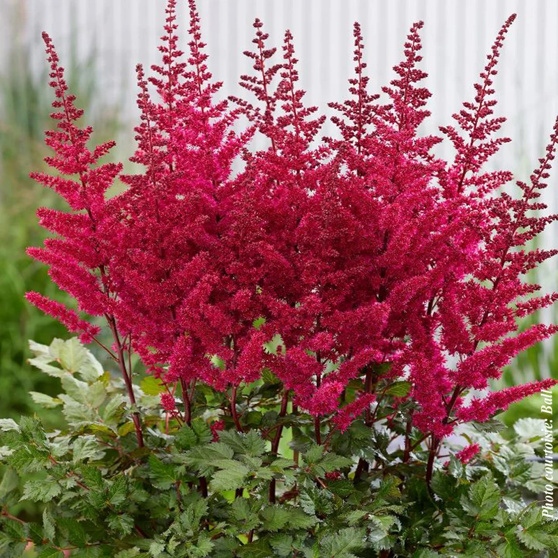Astilbe ‘Visions Volcano’ (Astilbe 'Visions Volcano' (chin))