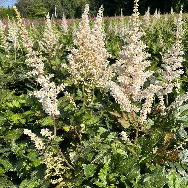 Astilbe ‘Visions in White’ (Astilbe 'Visions in White')