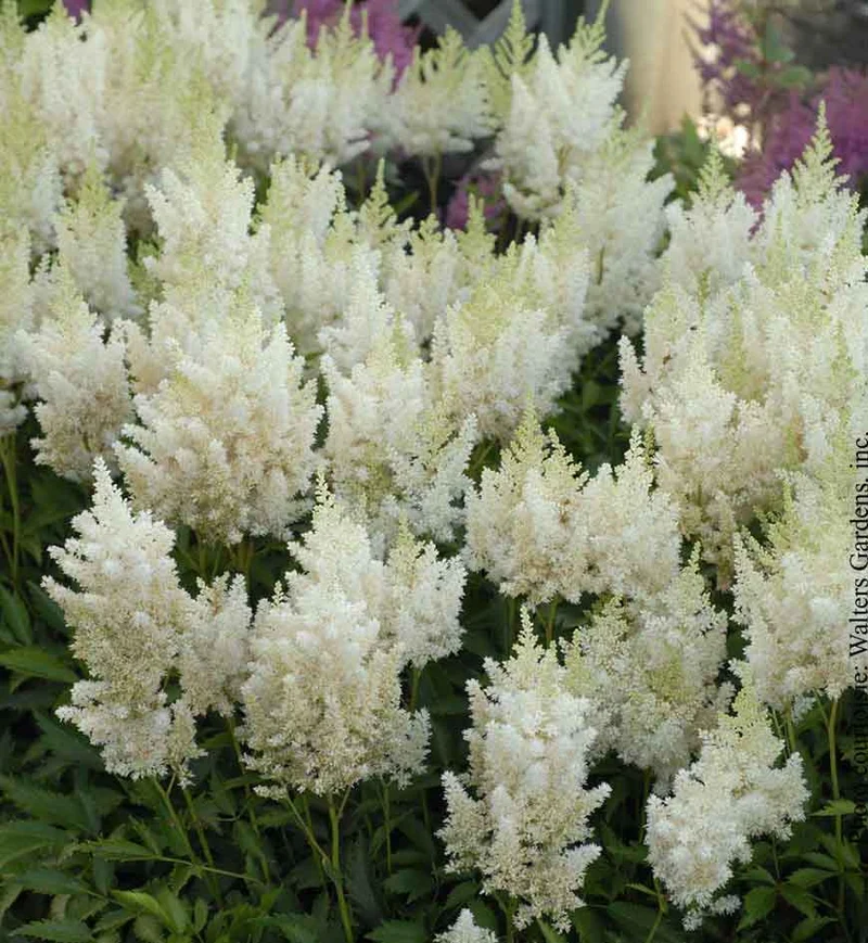 Astilbe ‘White Gloria’ (Astilbe 'White Gloria')