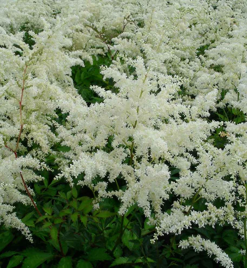 Astilbe ‘W.E. Gladstone’ (Astilbe 'W.E. Gladstone')