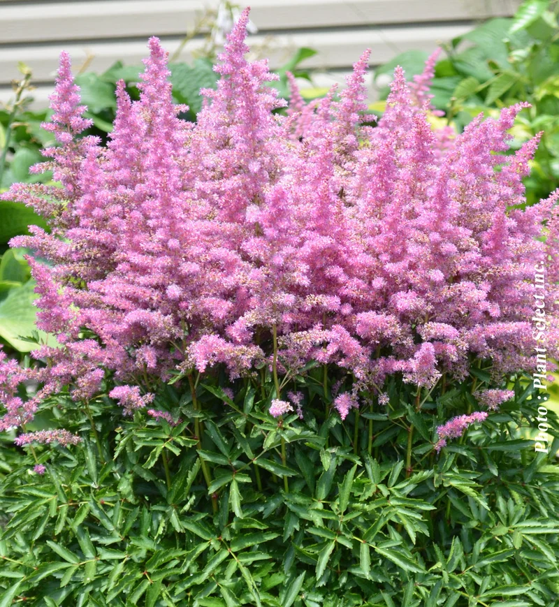 Astilbe Younique ‘Lilac’ (Astilbe Younique Lilac™)