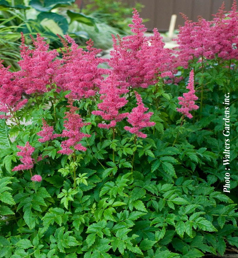 Astilbe Younique ‘Carmine’ (Astilbe Younique Carmine™)