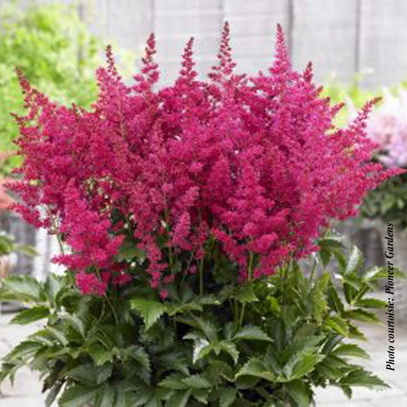 Astilbe Younique ‘Ruby Red’ (Astilbe Younique Ruby Red™)