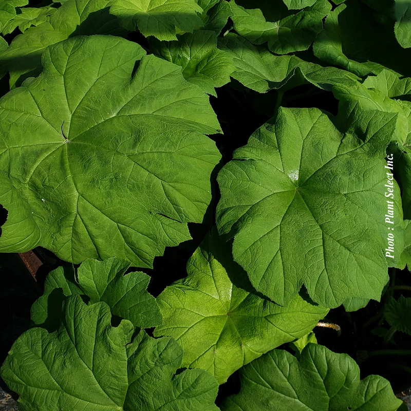 Astilboïde tabularis (Astilboides tabularis)