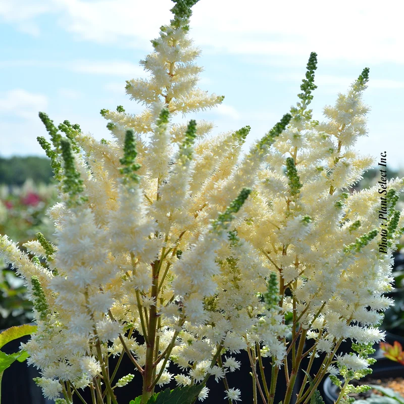 Astilbe Younique ‘White’ (Astilbe Younique White™)