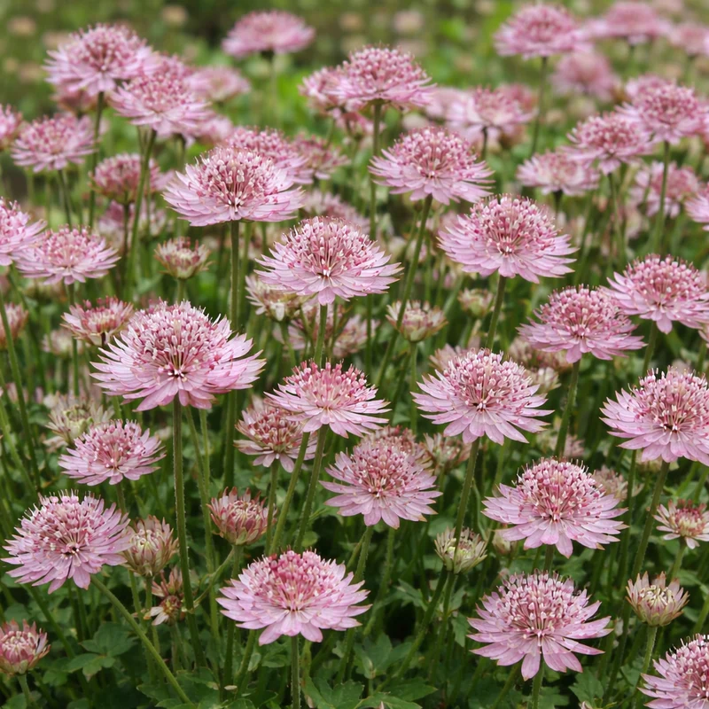 Astrance ‘Roma’ (Astrantia major 'Roma')