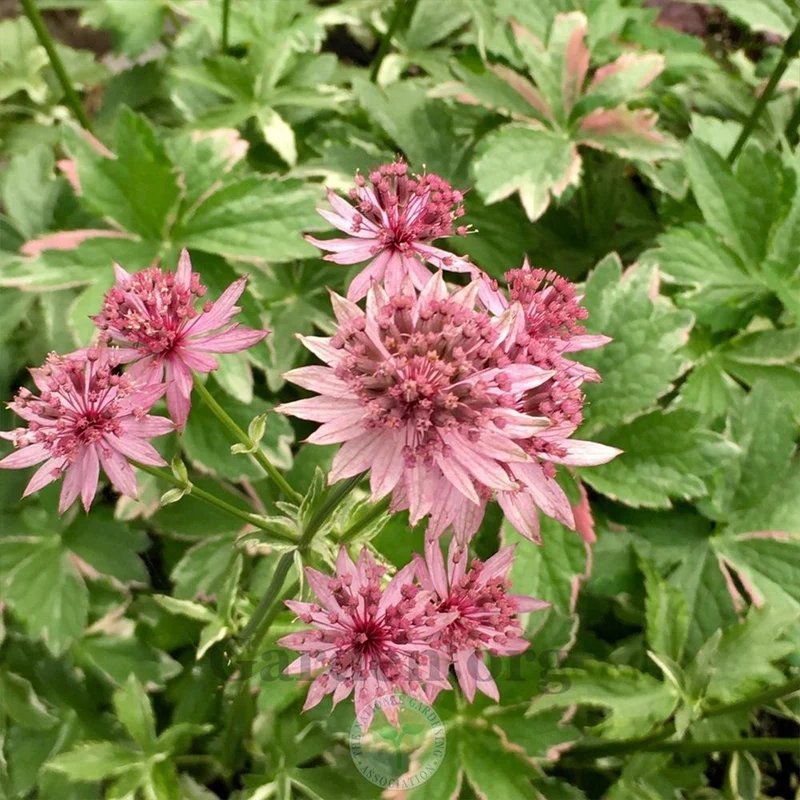 Astrance ‘Vanilla Gorilla’ (Astrantia major 'Vanilla Gorilla')