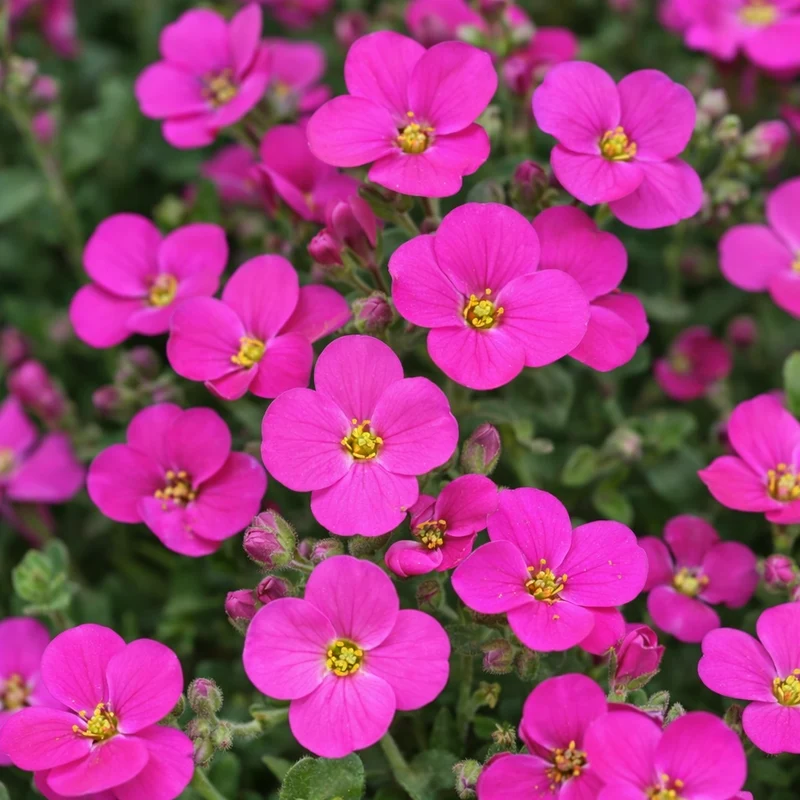 Aubriète ‘Rock On Pink’ (Aubrieta 'Rock On Pink')