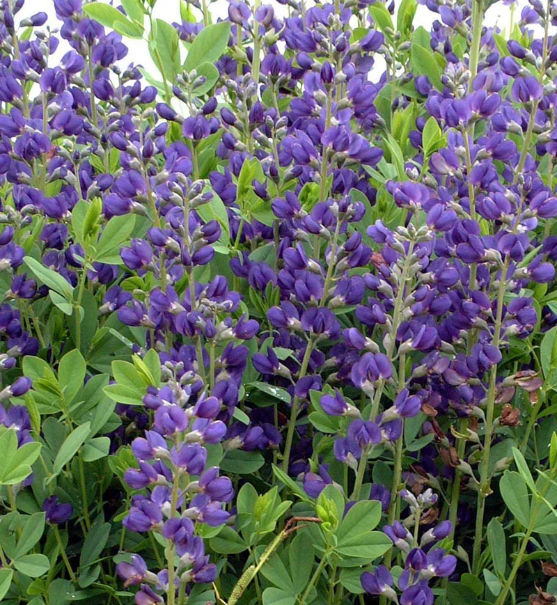Lupin indigo australis (Baptisia australis)