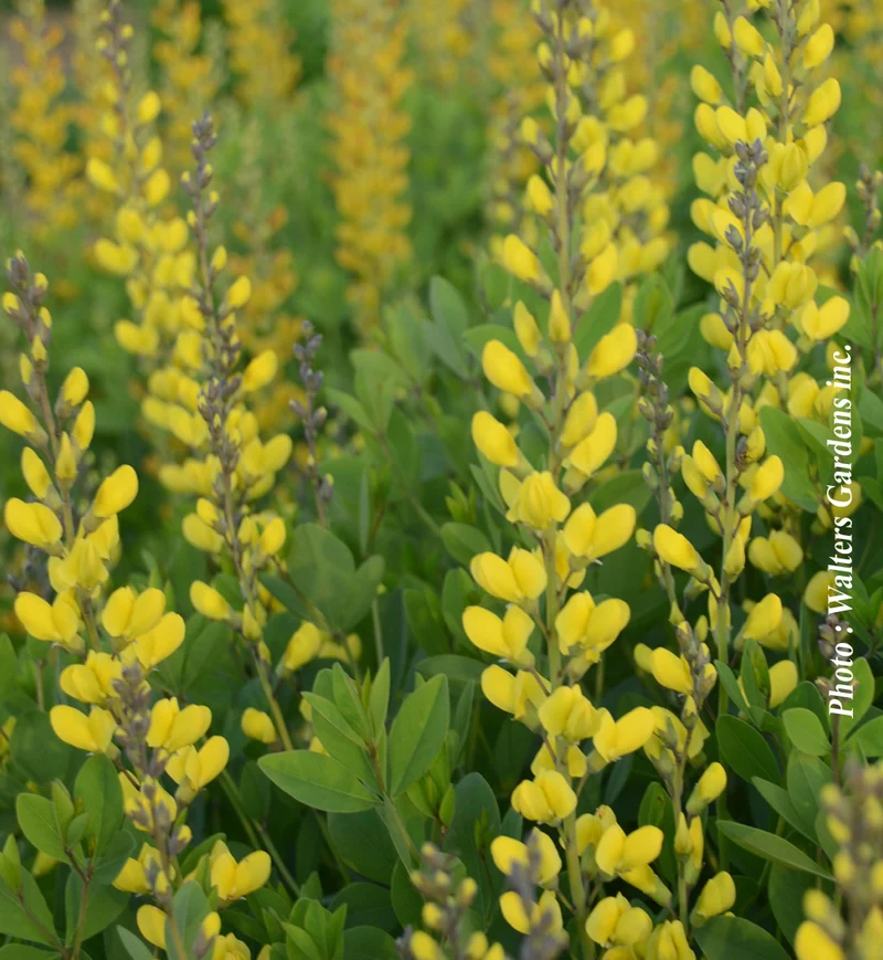 Lupin indigo ‘American Goldfinch’ (Baptisia 'Americain Goldfinch')