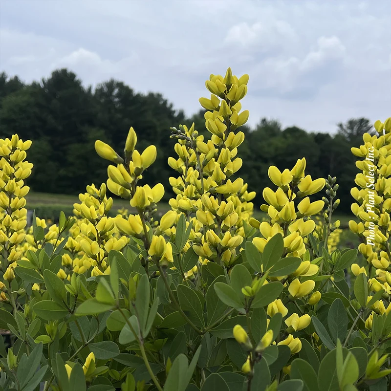 Lupin indigo ‘Decadence Lemon Meringue’ (Baptisia Decadence® 'Lemon Meringue')