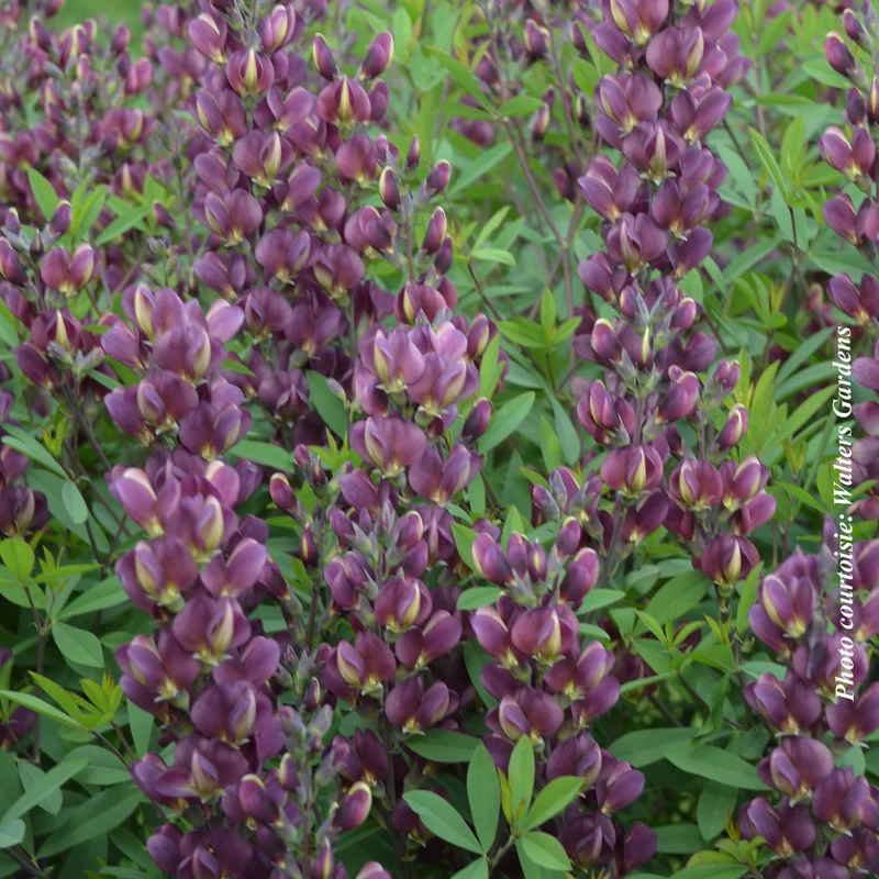 Lupin indigo ‘Burgundy Blast’ (Baptisia 'Burgundy Blast')
