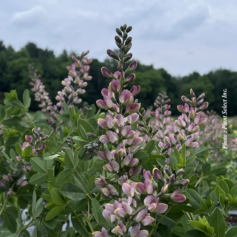 Lupin indigo ‘Decadence Pink Truffles’ (Baptisia Decadence® 'Pink Truffles')