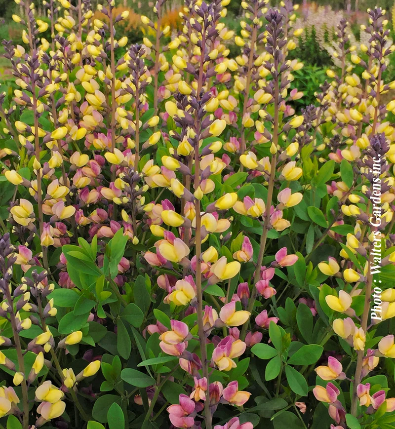 Lupin indigo ‘Decadence Pink Lemonade’ (Baptisia Decadence® 'Pink Lemonade')
