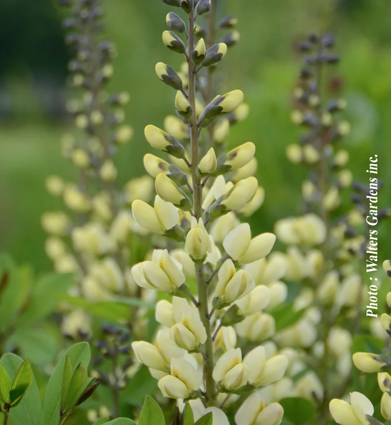 Lupin indigo ‘Decadence Vanilla Cream’ (Baptisia Decadence® 'Vanilla Cream')