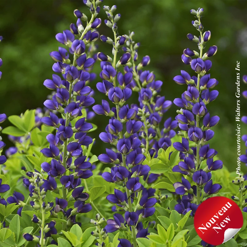 Lupin indigo ‘Decadence Sparkling Sapphires’ (Baptisia Decadence® 'Sparkling Sapphires')