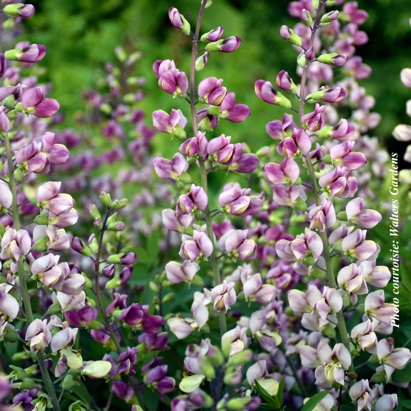 Lupin indigo ‘Plum Rosy’ (Baptisia 'Plum Rosy')