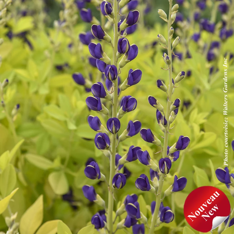 Lupin indigo ‘Golden Anniversary’ (Baptisia 'Golden Anniversary')