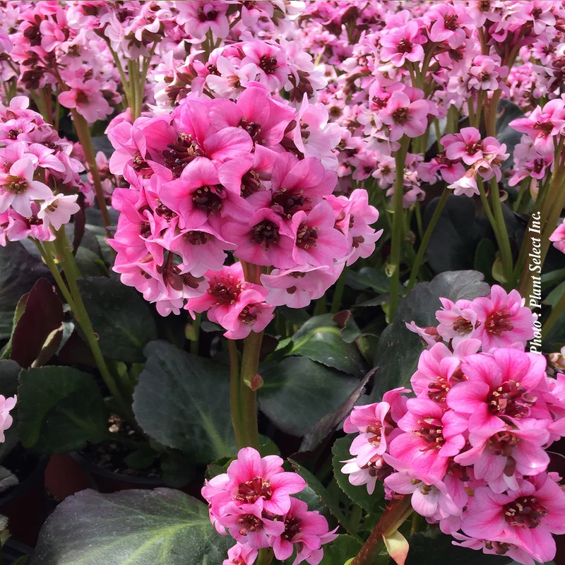 Bergénie ‘Dragonfly Sakura’ (Bergenia 'Dragonfly Sakura')