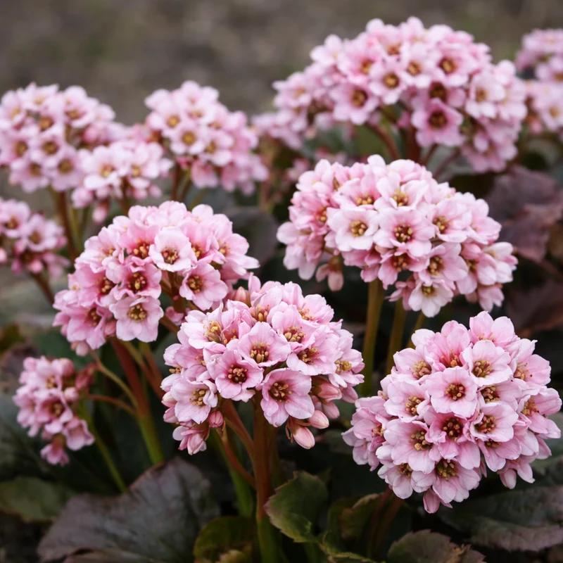 Bergénie ‘Peppermint Patty’ (Bergenia 'Peppermint Patty')