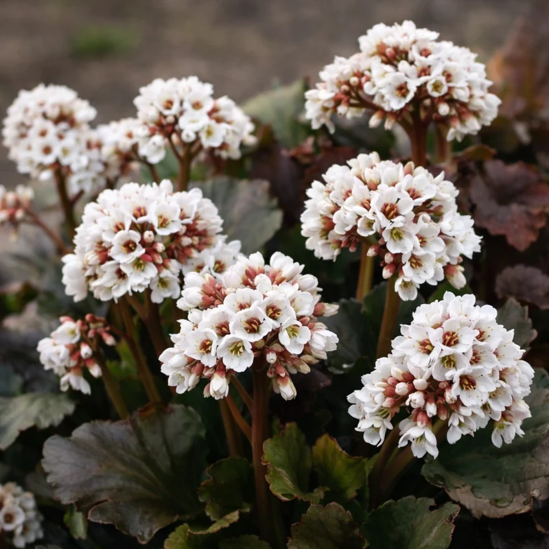 Bergénie ‘Happily Ever After’ (Bergenia 'Happily Ever After')
