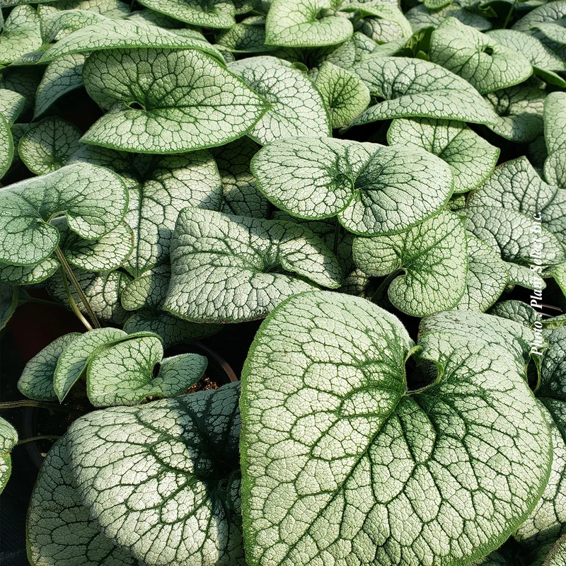 Myosotis du Caucase ‘Alexander's Great’ (Brunnera 'Alexander's Great')