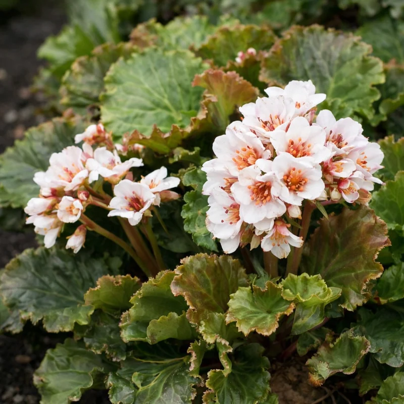 Bergénie ‘Ripple Effect’ (Bergenia 'Ripple Effect')