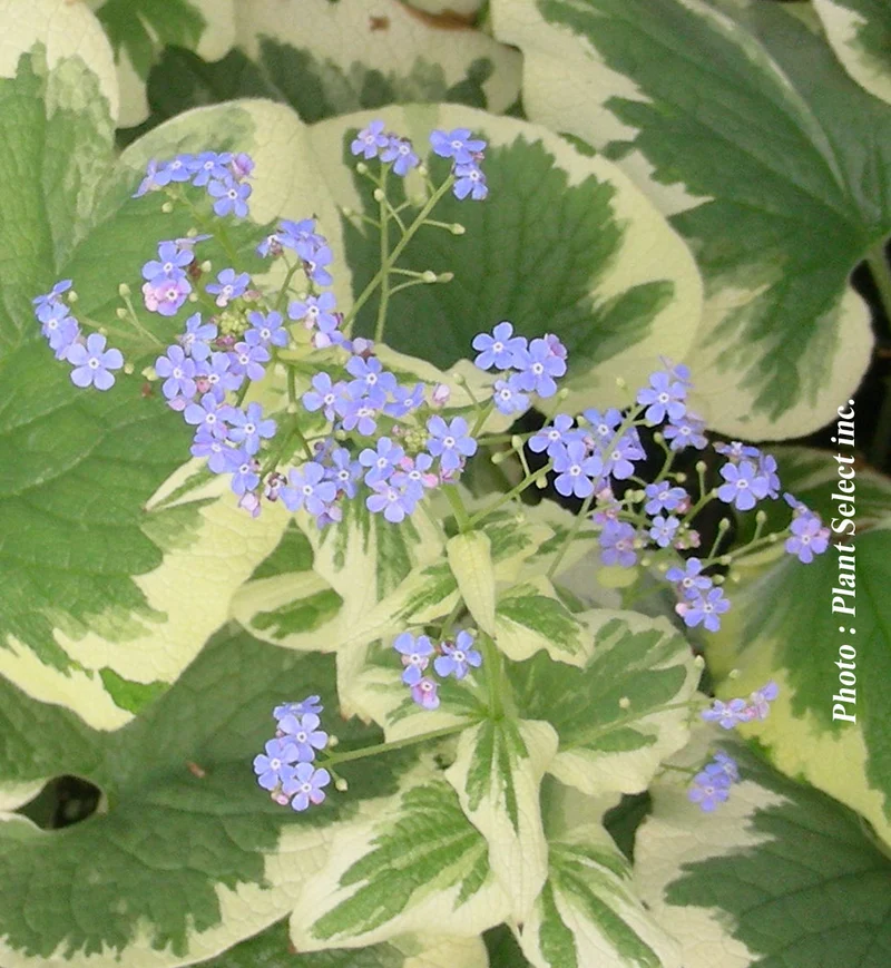 Myosotis du Caucase ‘Dawson's White’ (Brunnera 'Dawson's White')