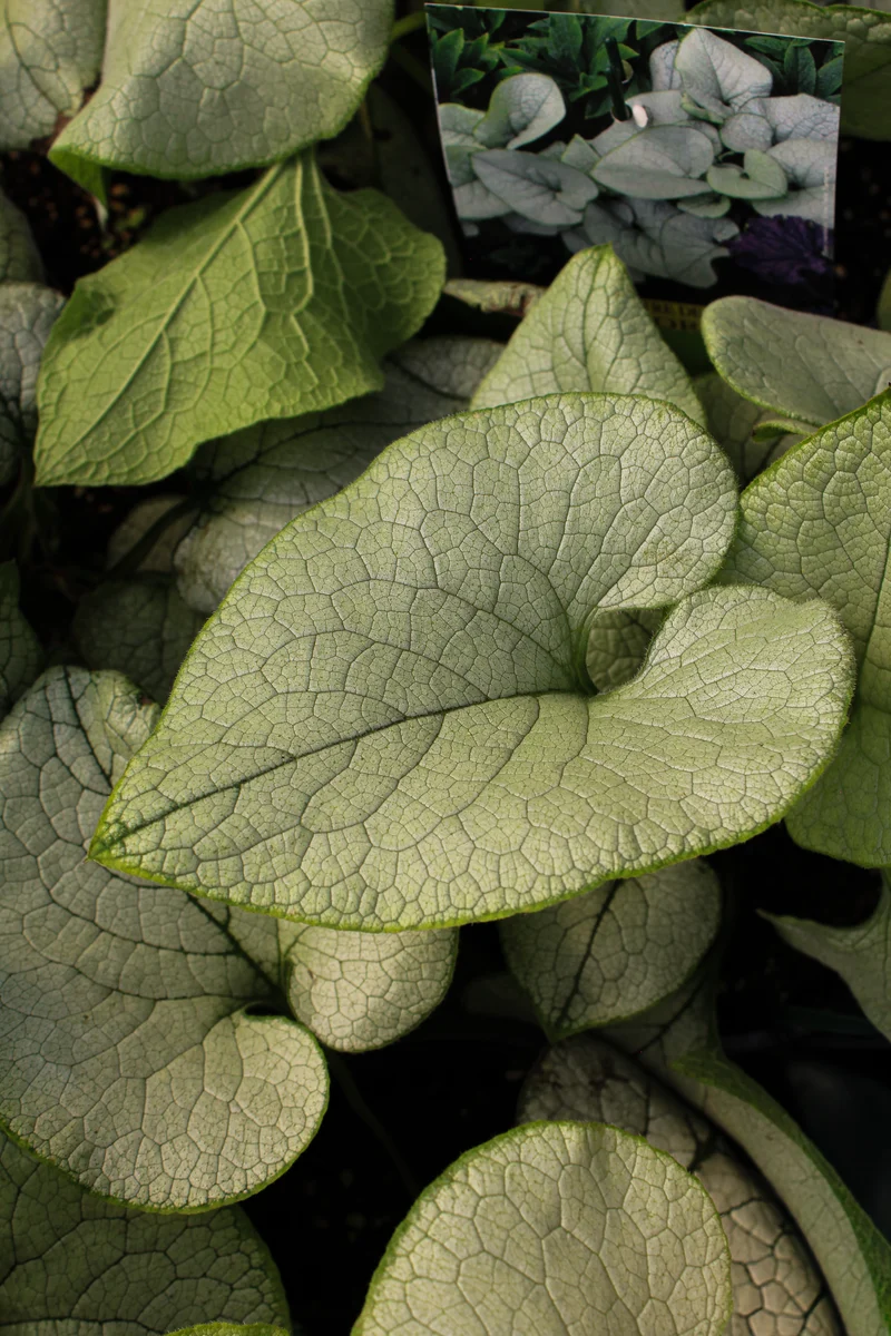 Myosotis du Caucase ‘Alexandria’ (Brunnera 'Alexandria')