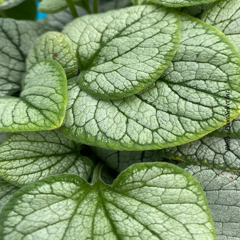 Myosotis du Caucase ‘Frostbite’ (Brunnera 'Frostbite')