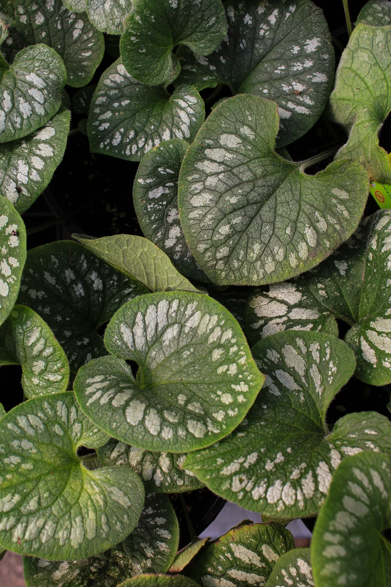 Myosotis du Caucase ‘Emerald Mist’ (Brunnera 'Emerald Mist')