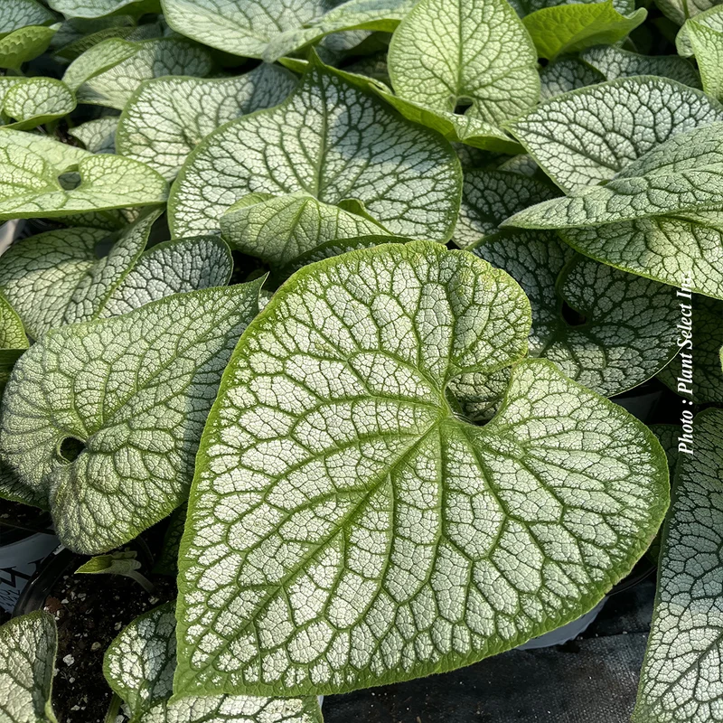 Myosotis du Caucase ‘Jack of Diamonds’ (Brunnera 'Jack of Diamonds')