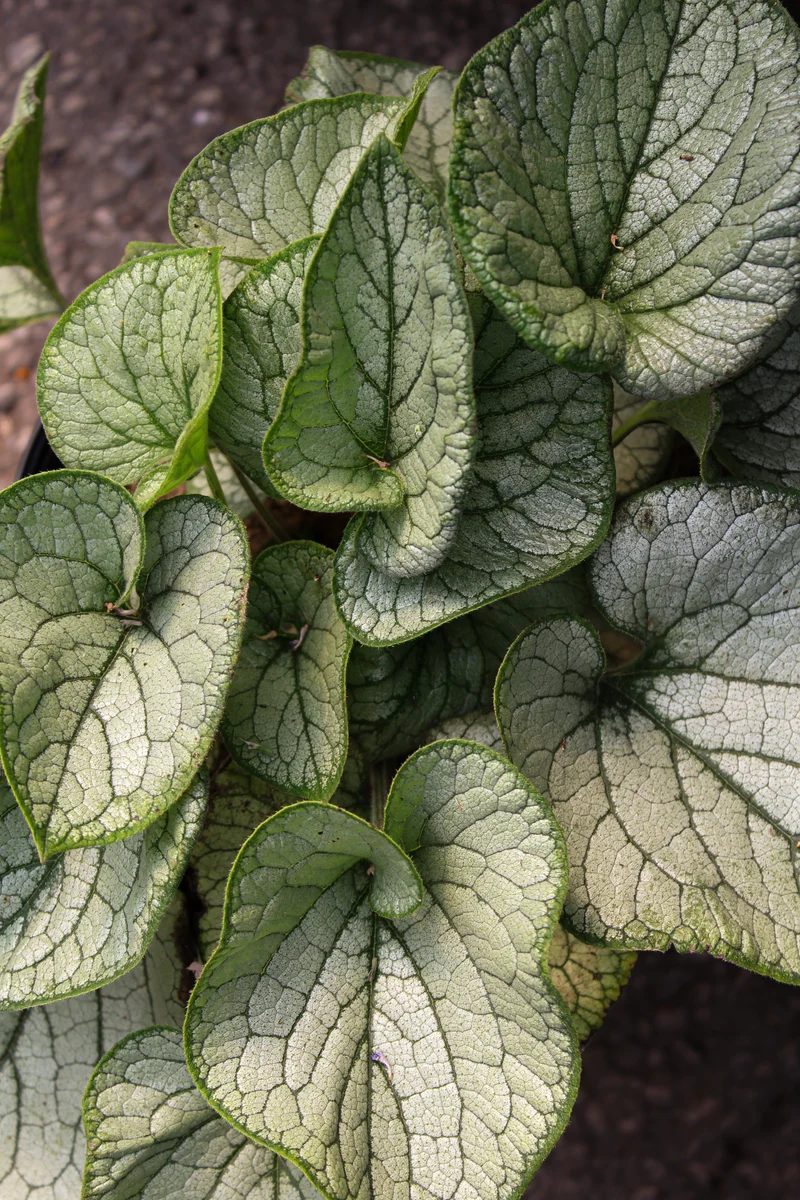 Myosotis du Caucase ‘Jack Frost’ (Brunnera macrophylla 'Jack Frost')
