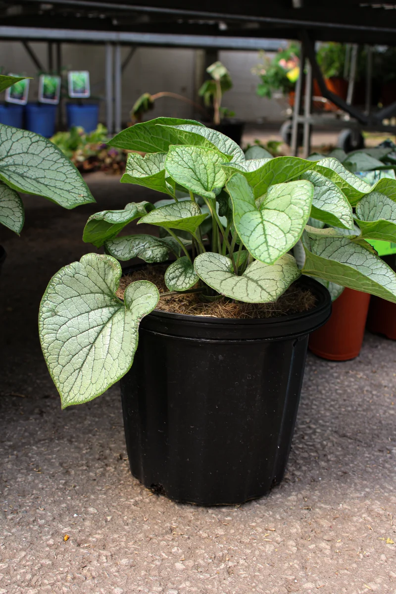 Myosotis du Caucase ‘Jack Frost’ (Brunnera macrophylla 'Jack Frost')
