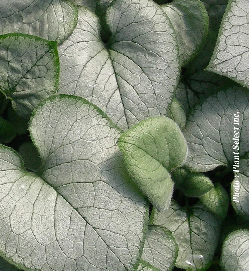 Myosotis du Caucase ‘Looking Glass’ (Brunnera 'Looking Glass')