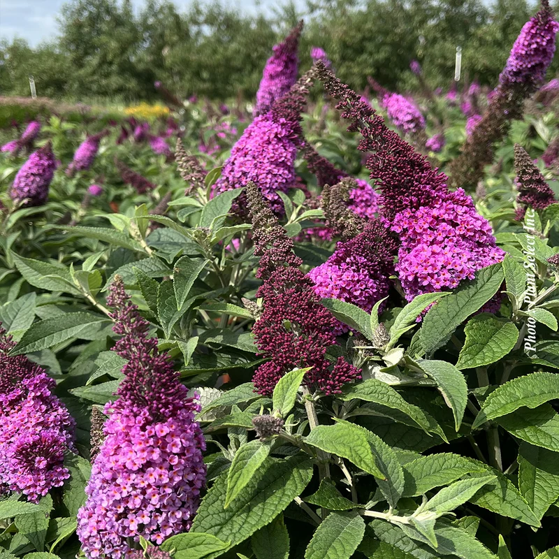 Buddleia 'Chrysalis Pink'