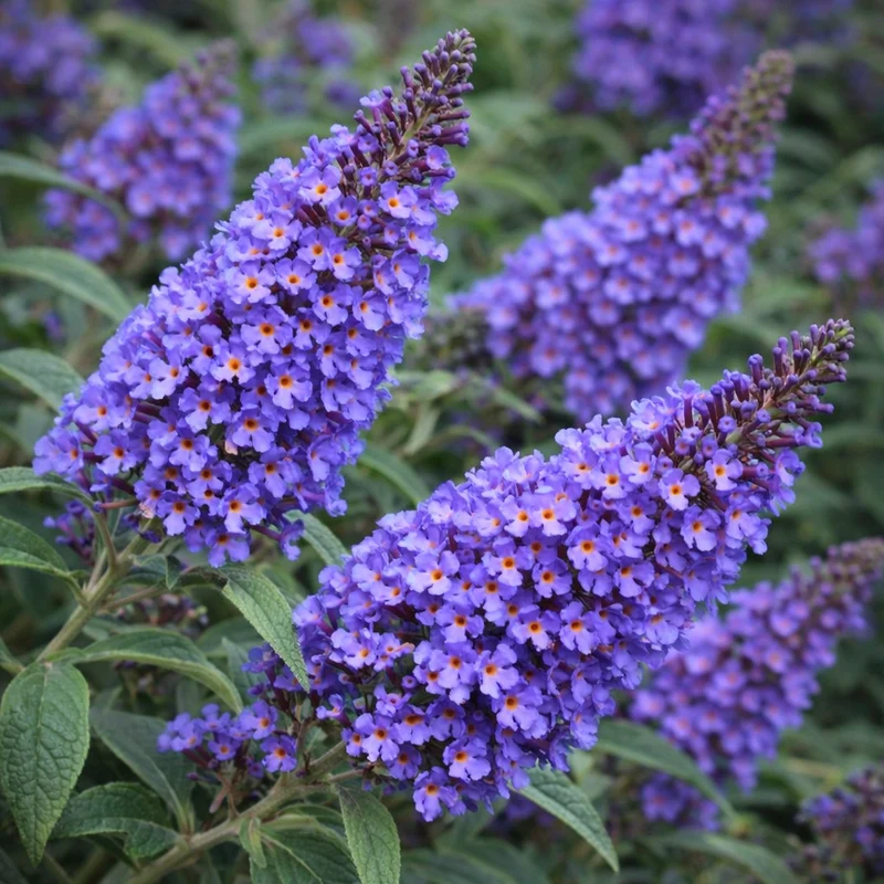 Buddleia 'Chrysalis Blue'