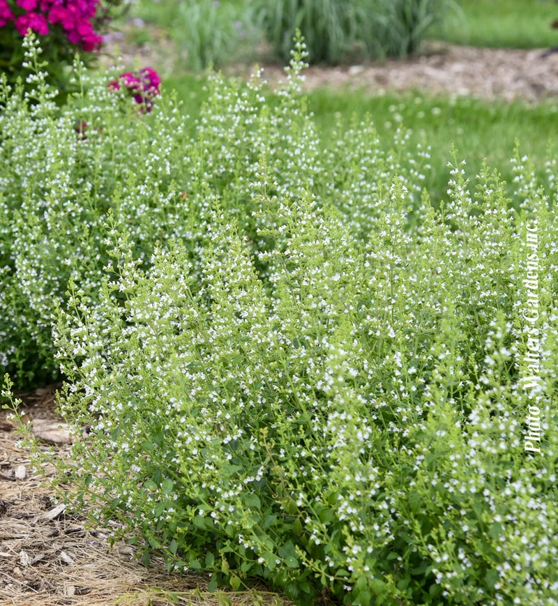 Calament nepeta (Calamintha nepeta)