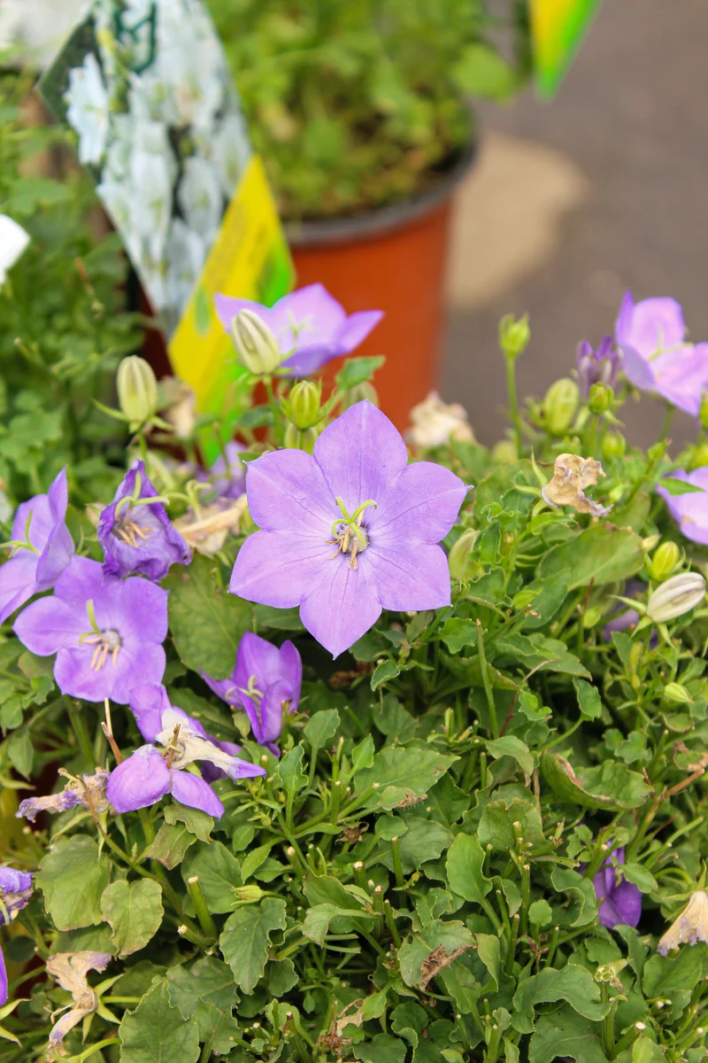 Campanule ‘Blue Clips’ (Campanula 'Blue Clips')