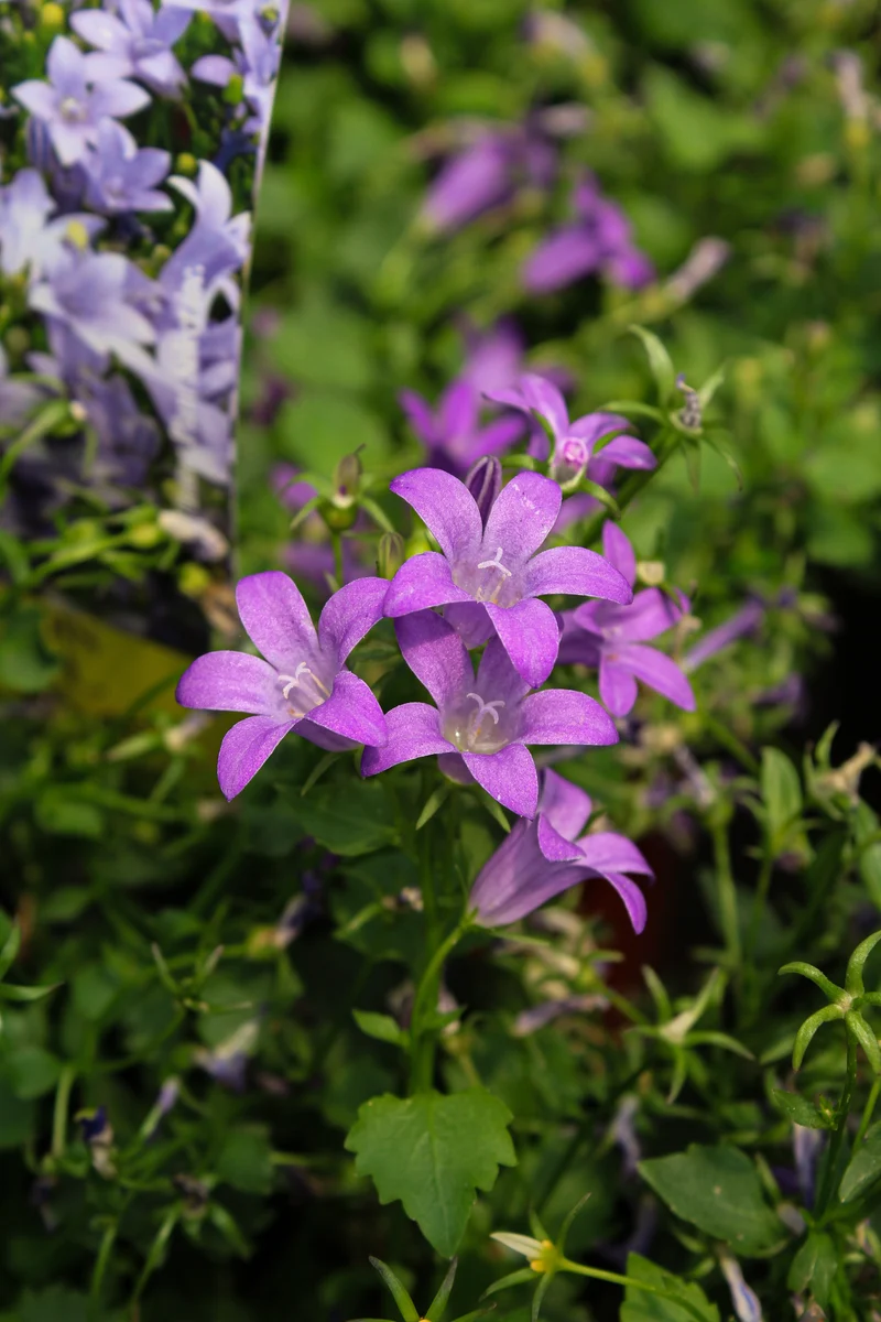 Campanule ‘Birch Hybrid’ (Campanula 'Birch Hybrid')