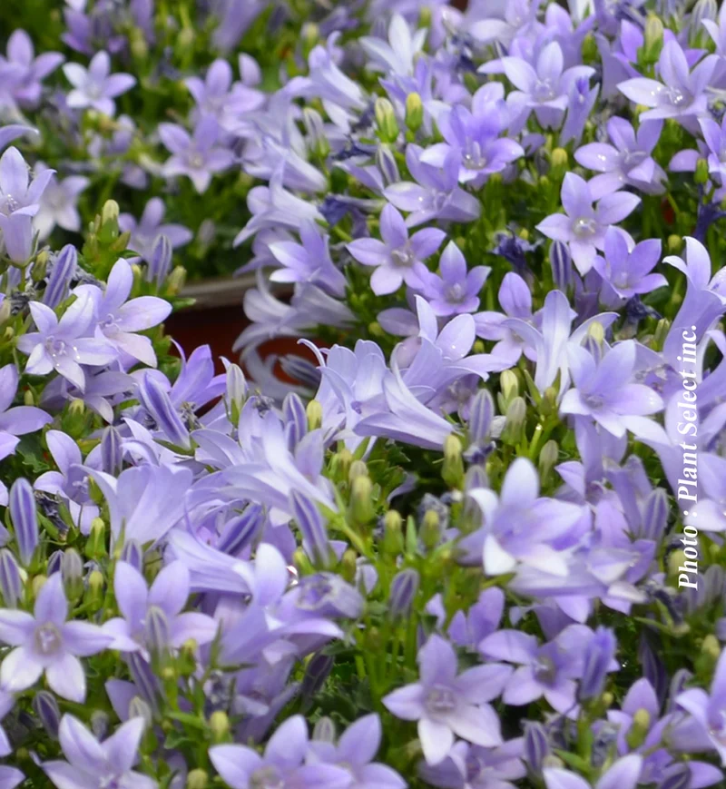 Campanule muralis (Campanula muralis (clockwise))