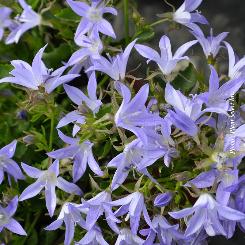 Campanule ‘Blue Waterfall’ (Campanula carpatica 'Blue Waterfall')