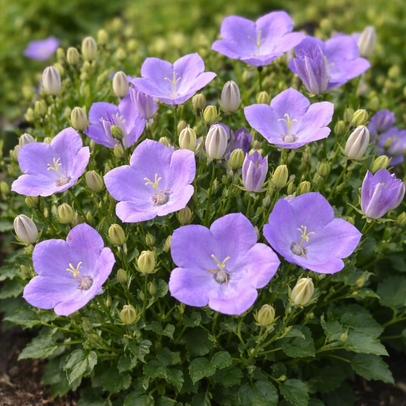 Campanule ‘Rapido Blue’ (Campanula carpatica 'Rapido Blue')