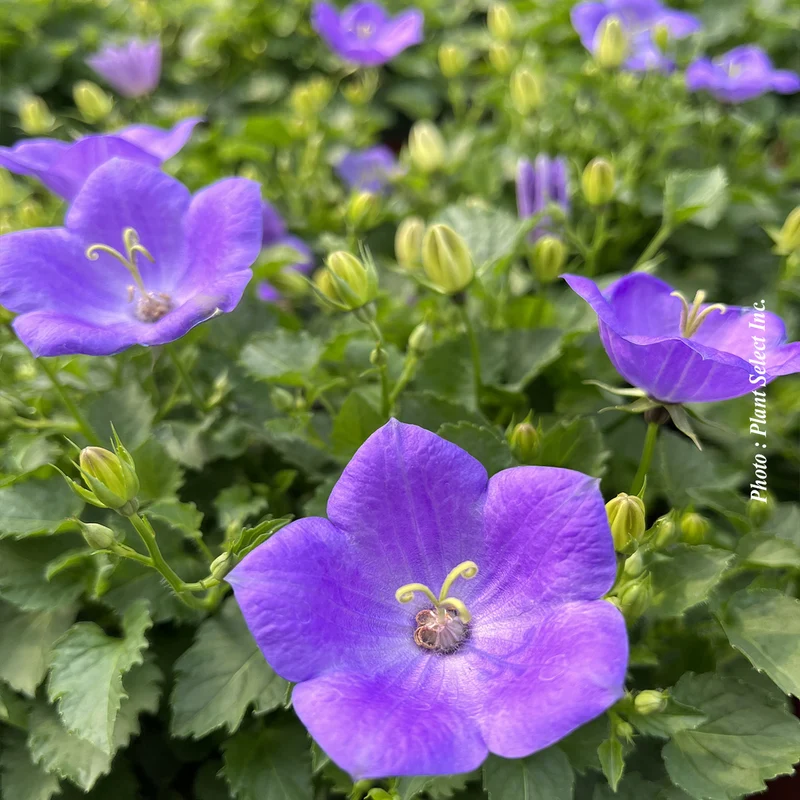 Campanule ‘Rapido Blue’ (Campanula carpatica 'Rapido Blue')