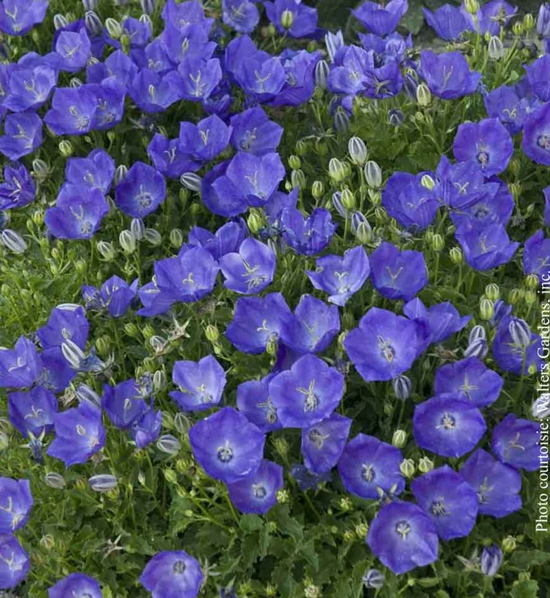 Campanule ‘Pearl Deep Blue’ (Campanula carpatica 'Pearl Deep Blue')