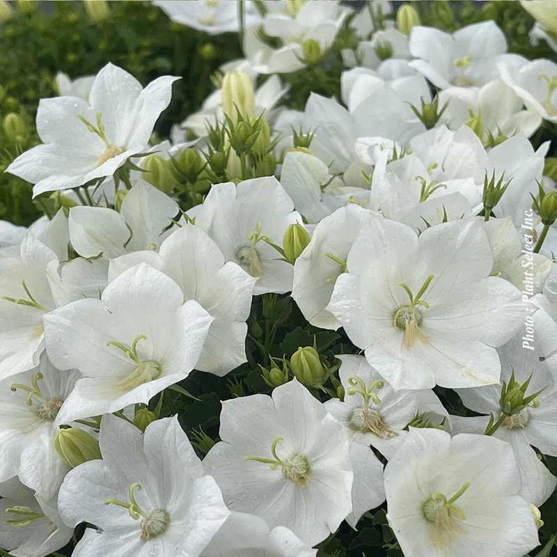 Campanule ‘White Clips’ (Campanula 'White Clips')