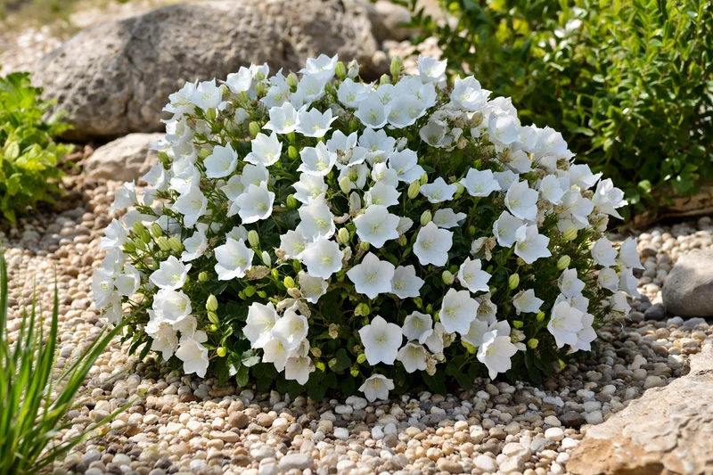 Campanule ‘Rapido White’ (Campanula carpatica 'Rapido White')