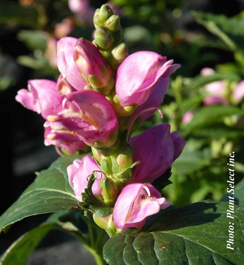 Galane obliqua (Chelone obliqua)