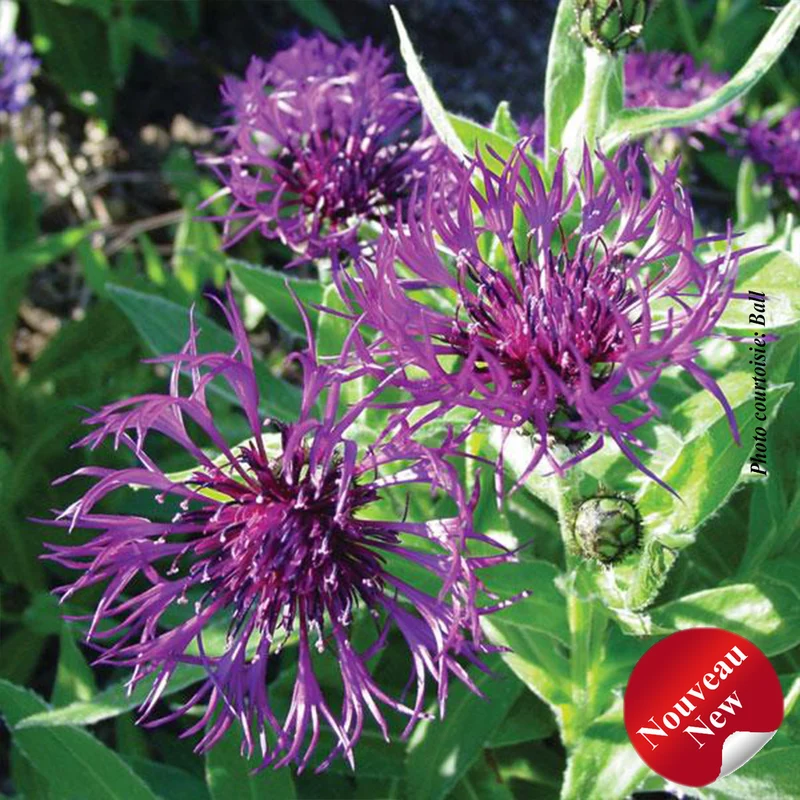 Centaurée ‘Amethyst in Snow’ (Centaurea montana 'Amethyst in Snow')